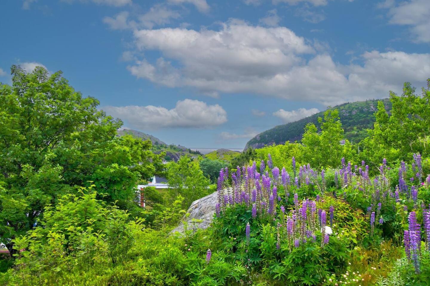 Вилла The Vista At Quidi Vidi - Stunning Views & Trails Сент-Джонс Экстерьер фото